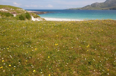 Machair grassland and sandy beach at Bagh a Deas, South Bay, Vatersay island, Barra, Outer