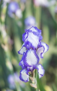 Colorful blue and white irises in a botanical garden