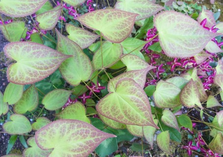 Barrenwort blooming in the garden in spring