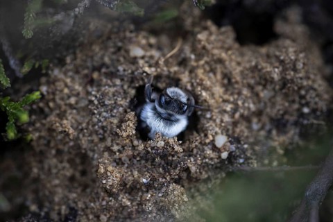 A willow sand bee in the Hohe Ward nature reserve in Münster, 08/04/2024