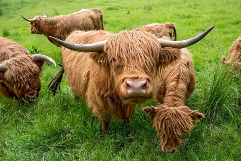 Highland cattle, Highland Cattle or Kyloe (Bos primigenius f. taurus), cow, shaggy coat covers