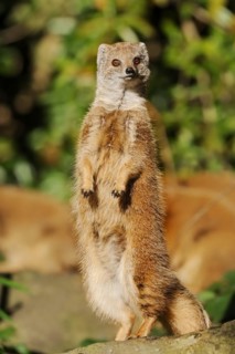 Yellow mongoose (Cynictis penicillata), captive, occurrence in Africa