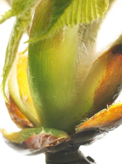 Chestnut, common horse-chestnut (Aesculus hippocastanum), bud with young leaves, resin droplets and