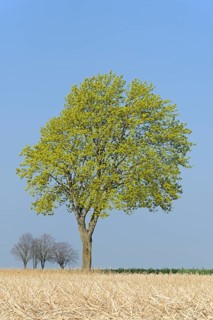 Deciduous tree, maple (Acer) blossoms in early spring, North Rhine-Westphalia, Germany, Europe