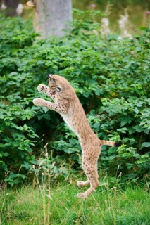 Eurasian lynx (Lynx lynx) jumping in the air, hunting, Bavaria, Germany, Europe
