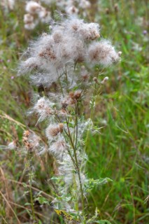 Faded Spear Thistle (Cirsium vulgare), Bavaria, Germany, Europe