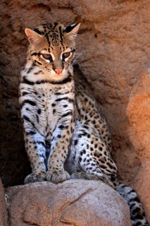 Ocelot (Leopardus pardalis), adult, sitting, at the den, alert, Sonora Desert, Arizona, North