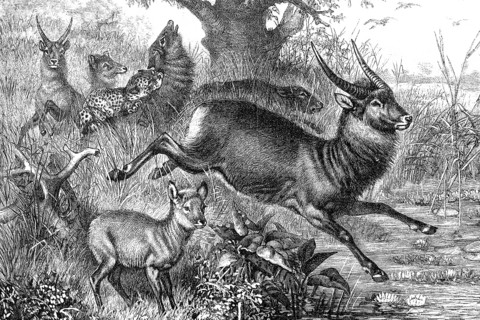 Waterbucks in the veldt of South Africa, attack of a leopard, illustration from 1890, historical,