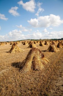 Wheat stooks harvested for thatching standing drying in a field after harvesting, Marden,