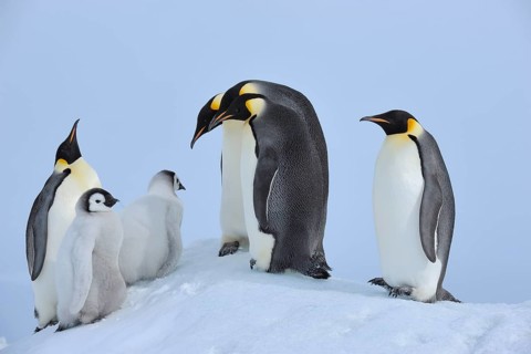 Emperor penguins, Aptenodytes forsteri, Adults and Chicks, Snow Hill Island, Antartic Peninsula,