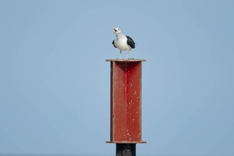 Lesser black backed gull (Larus fuscus) adult bird calling on a metal post, Norfolk, England,