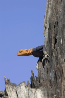 Namibian rock agama, (Agama planiceps) male in wedding dress, Etosha NP, Namibia, Africa
