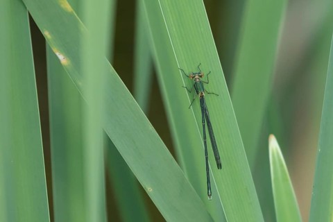 Emerald damselfly (Lestes sponsa) adult female insect resting on a reed leaf, Suffolk, England,