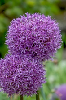 Ornamental leek (Allium sp.), inflorescence, raindrops, Palatinate, Rhineland-Palatinate, Germany,