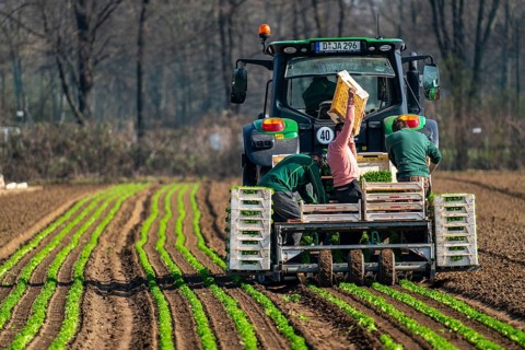Agriculture, herb gardening, parsley is planted in rows in a field with a planting machine