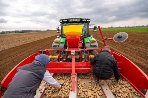 Early potatoes are placed in the soil of the field with a planting machine, Agriculture, Spring