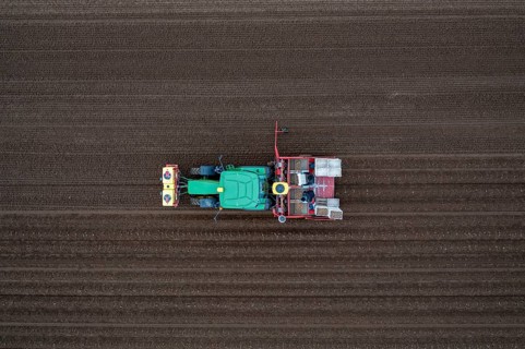 Early potatoes are placed in the soil of the field with a planting machine, Agriculture, Spring