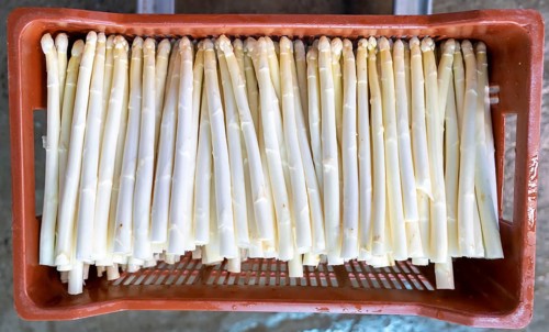 Asparagus farm, white asparagus is washed, cut and sorted by quality after harvesting, near