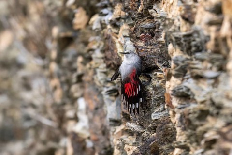Wallcreeper (Tichodroma muraria) foraging on a wall, wildlife, Germany, Europe