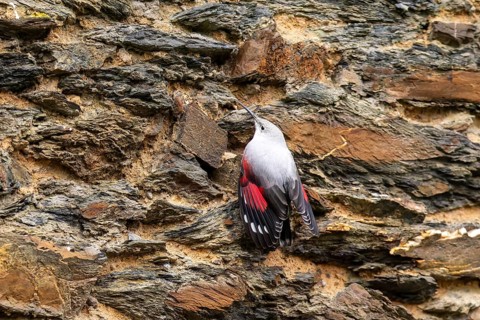 Wallcreeper (Tichodroma muraria) foraging on a wall, wildlife, Germany, Europe