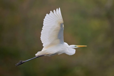 Great egret (Ardea alba) in flight, Lower Saxony, Germany, Europe