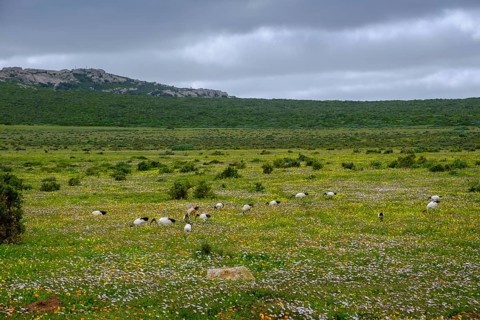 African sacred ibis (Threskiornis aethiopicus), Sacred Ibis in a meadow, spring blossom, wildflower