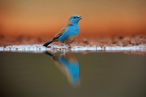 Blue waxbill (Uraeginthus angolensis), Angola butterfly finch, adult, at the water, Kruger National