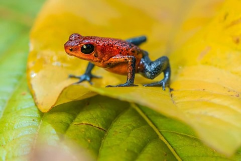 Strawberry poison-dart frog (Oophaga pumilio) sitting on a yellow leaf, Heredia province, Costa