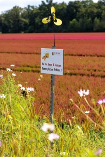 Flowering strips on an open-air area of a horticultural farm, autumn plants, heather plants, the