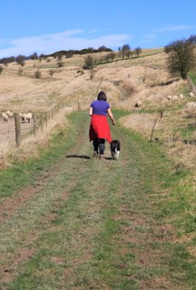 Woman walking dog on lead past sheep, Cherhill Downs, Wiltshire, England, UK