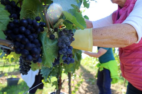 Grape grape harvest: Hand-picking Pinot Noir grapes in the Palatinate (Norbert Groß Winery,