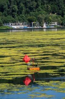 Buoy on the regatta course on Lake Baldeney, cormorant and heron hang out, the area is colonised by