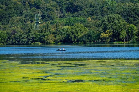 Green carpet of plants on Lake Baldeney in Essen, proliferating aquatic plant Elodea, waterweed, an