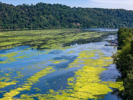 Waterweed, Elodea, an invasive species, green carpet of plants on Lake Baldeney in Essen, the