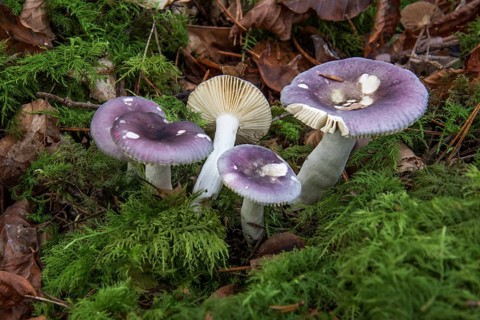 Violet-brown russula (Russula bruneoviolacea) growing in a forest covered with moss,