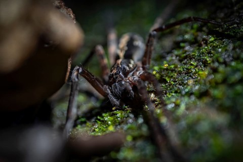 Comb spider (Cupiennius) sitting on a branch at night in the tropical rainforest, Refugio Nacional