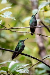 Green-crowned brilliant (Heliodoxa jacula), two hummingbirds sitting on a branch, Monteverde Cloud