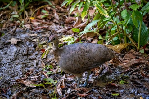 Thicket tinamou (Crypturellus cinnamomeus), running through rainforest, Corcovado National Park,