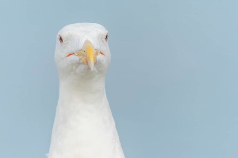 Portrait of a herring gull (Larus argentatus) in the cliffs of the Atlantic Ocean. Camaret, Crozon,