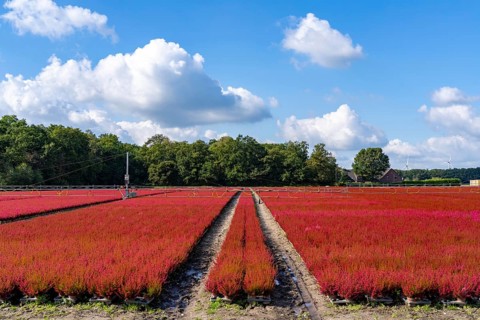 Outdoor area of a horticultural business, autumn plants, heather plants, bell heather, near