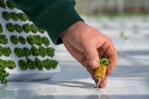 Agriculture, herb gardening, basil young plants, in pressed pots, with growing soil and nutrients,