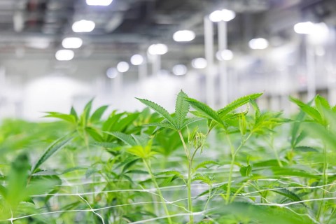 DEU/Saxony/Ebersbach The Saxon cannabis producer Demecan is now the first German company to be