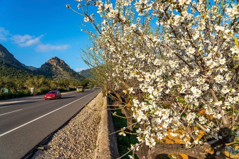 Almond blossom on Majorca, from January to March many hundreds of thousands of almond trees blossom