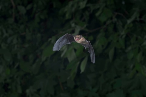 Common pipistrelle (Pipistrellus pipistrellus) hunting insects in front of deciduous forest,