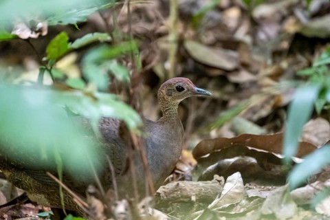 Bushtinamu (Crypturellus cinamomeus), on the forest floor, Carara National Park, Tarcoles,