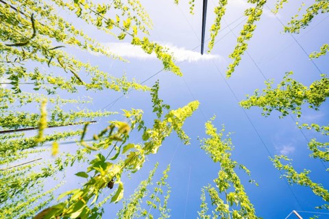 Plant tendrils stretch into the blue sky, with a cloudy strip above, Hopfengarten, Hochdorf, Black
