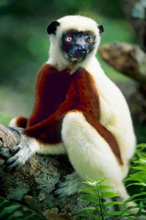 Crown Sifaka, Madagascar, Indian Ocean, Bush House Private Reserve, Madagascar, Africa