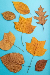 Composition with yellow and brown autumn leaves on blue pastel background. flat lay, top view,