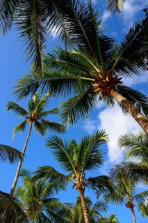 View upwards of tall palm trees against a clear blue sky in a tropical setting, Bayahibe, Dominican