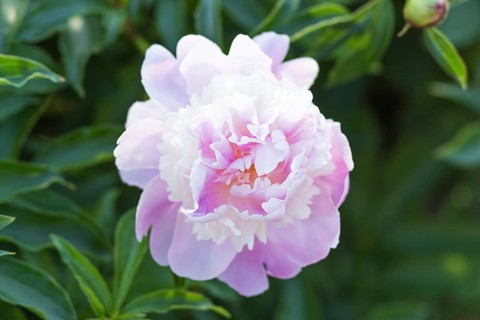 Pink peony flower in a botanical garden